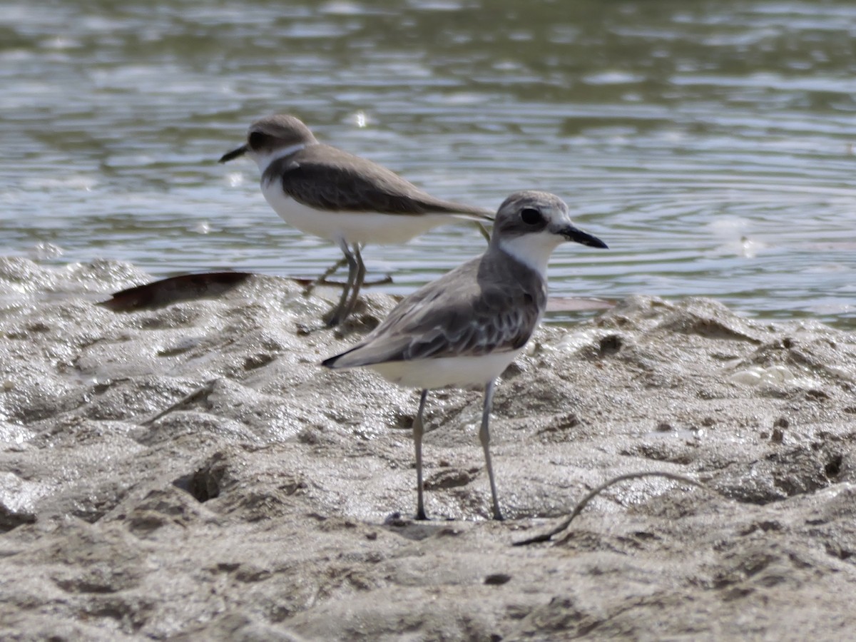 Greater Sand-Plover - ML647173294