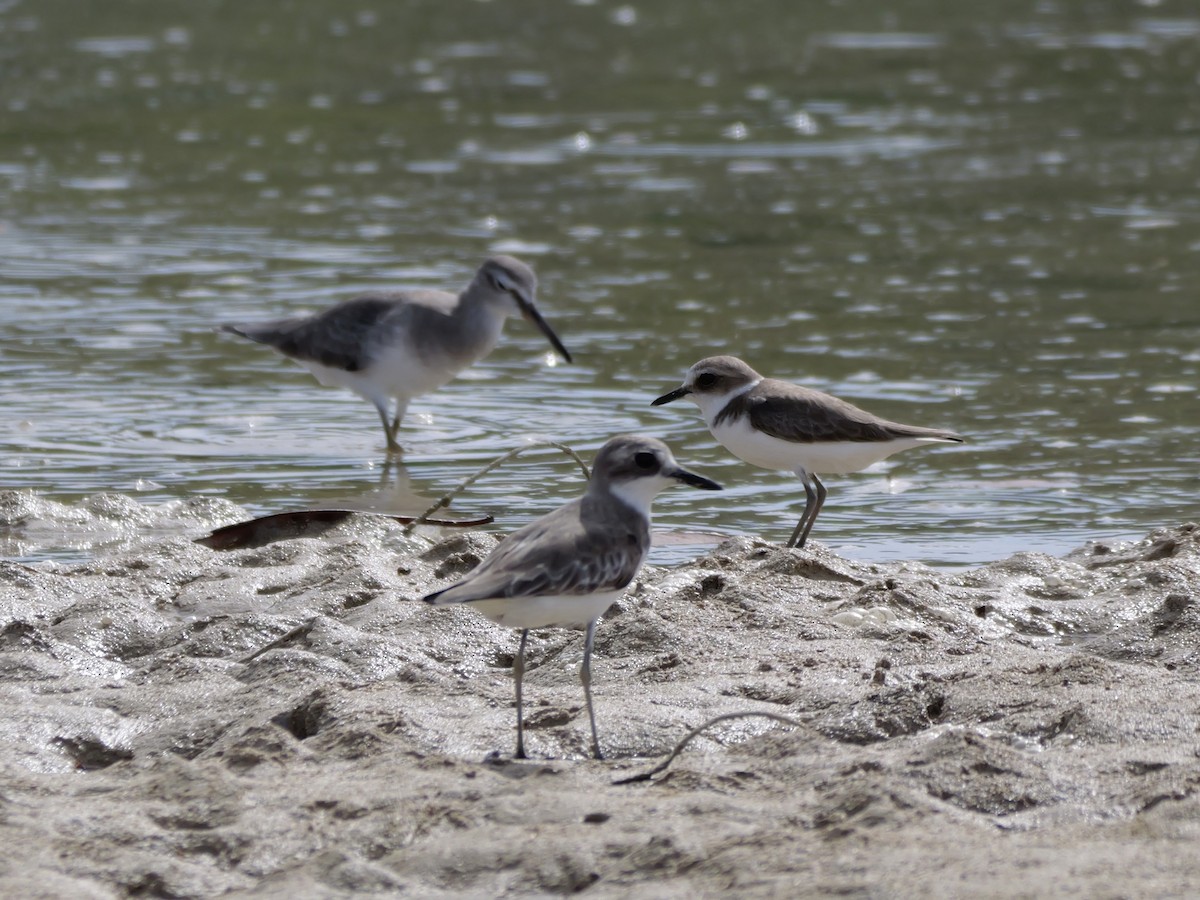 Greater Sand-Plover - ML647173295
