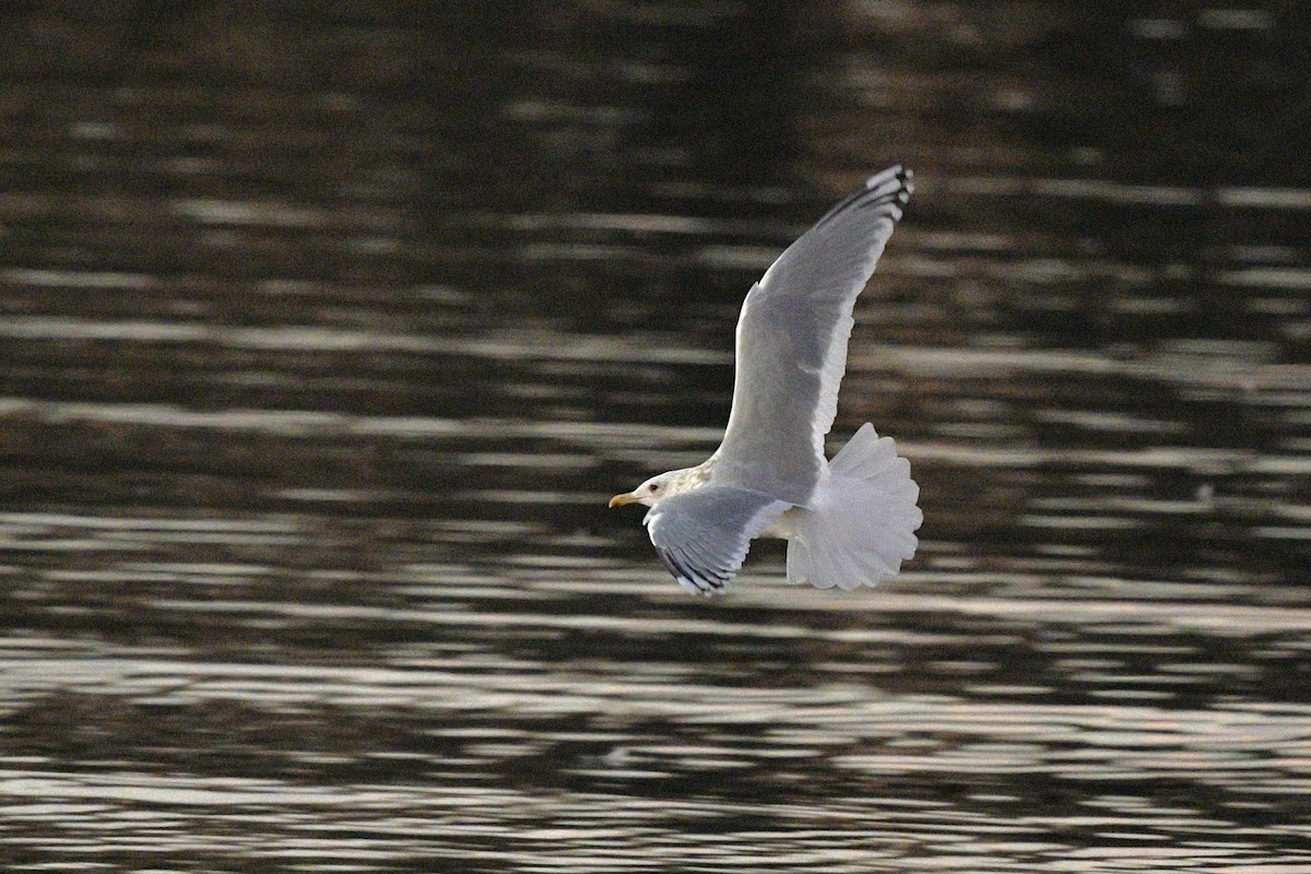 Kaio hegalzuria (thayeri) - ML647173300