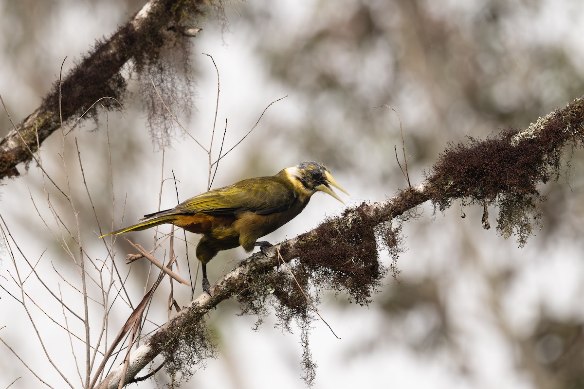 Dusky-green Oropendola - ML647173304
