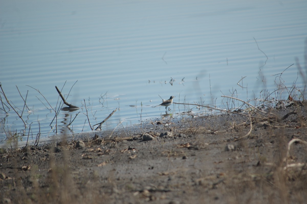 Citrine Wagtail - ML647173305