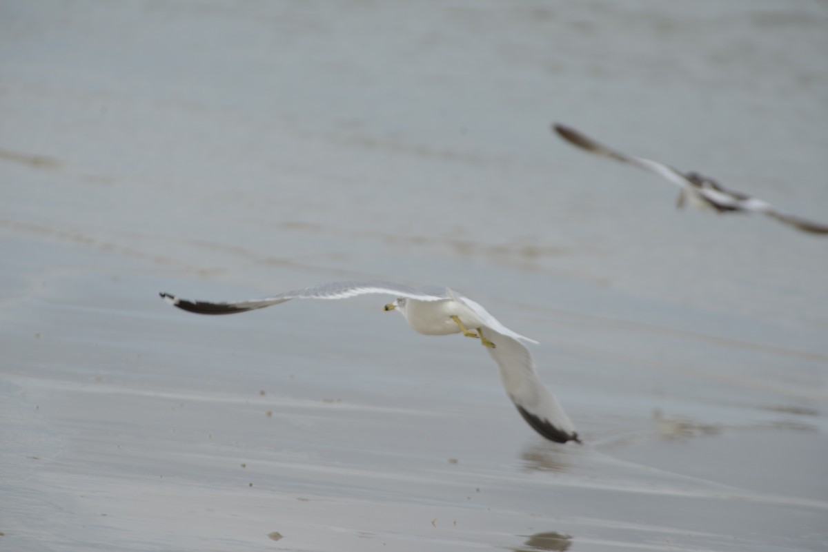 Ring-billed Gull - ML647173310