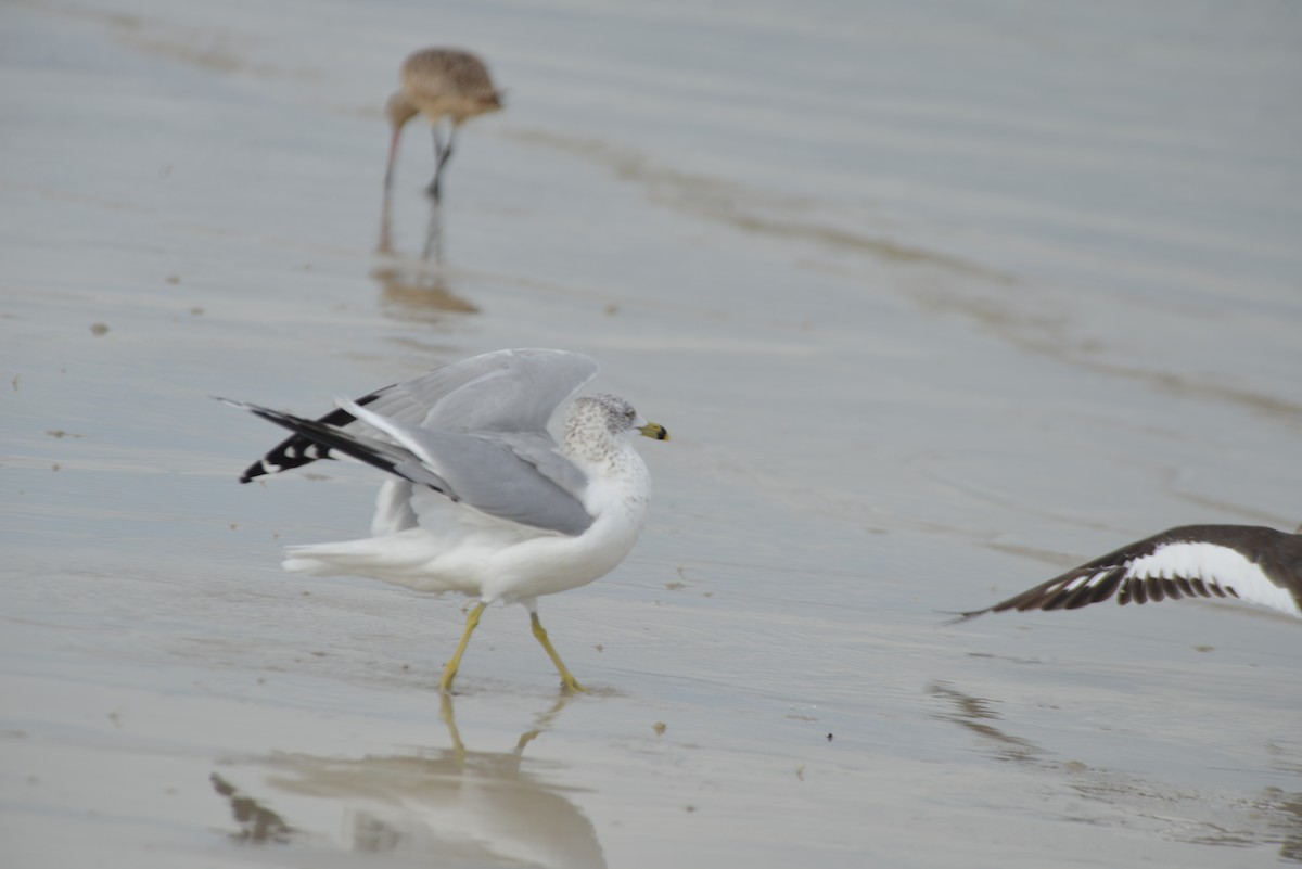 Ring-billed Gull - ML647173311