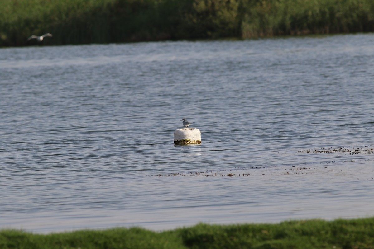Whiskered Tern - ML647173312