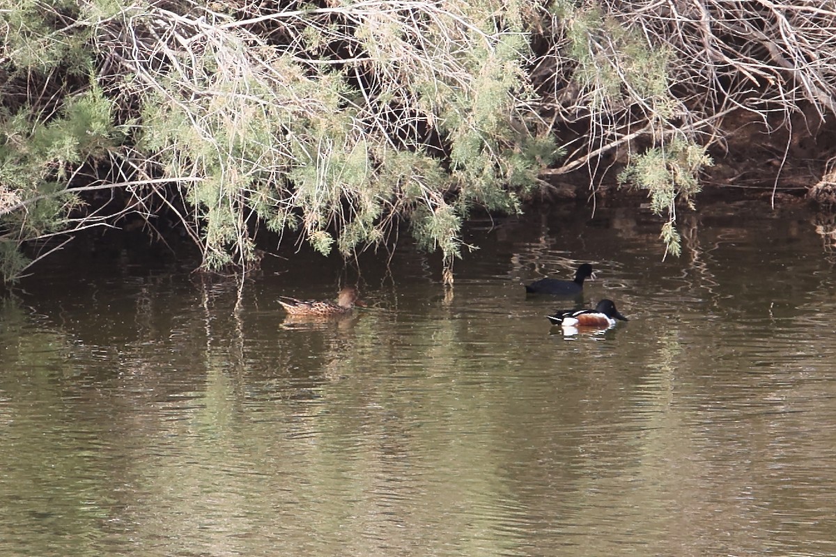 Northern Shoveler - ML647173314