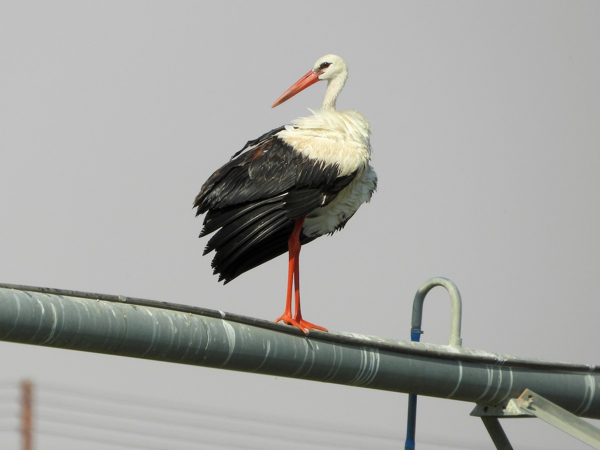 White Stork - ML647173315