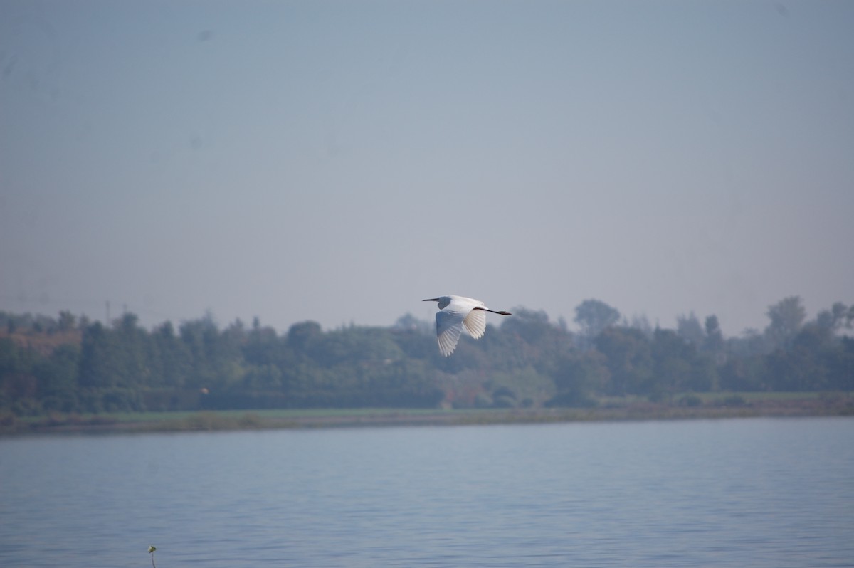 Great Egret - ML647173316