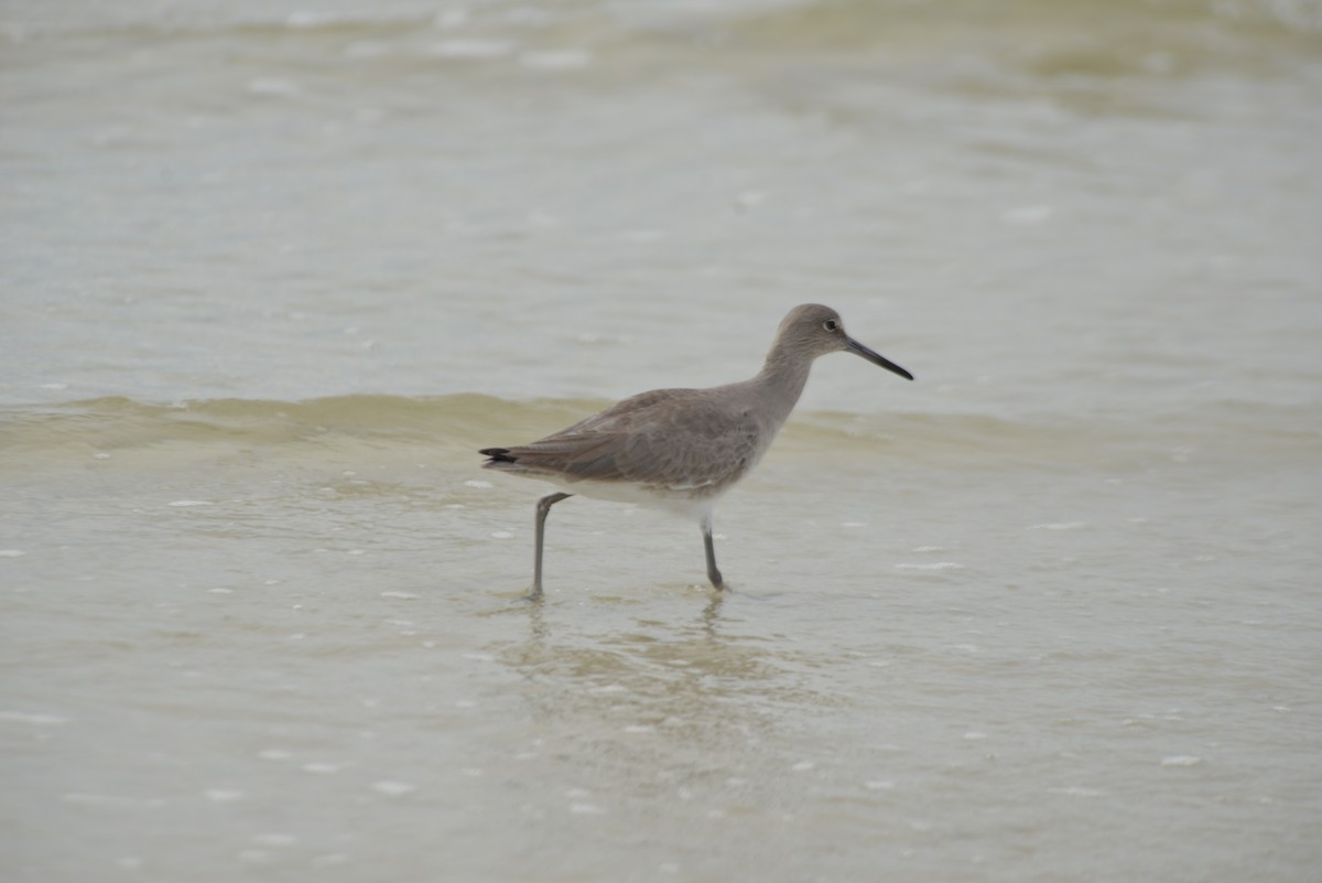 Willet - ML647173317