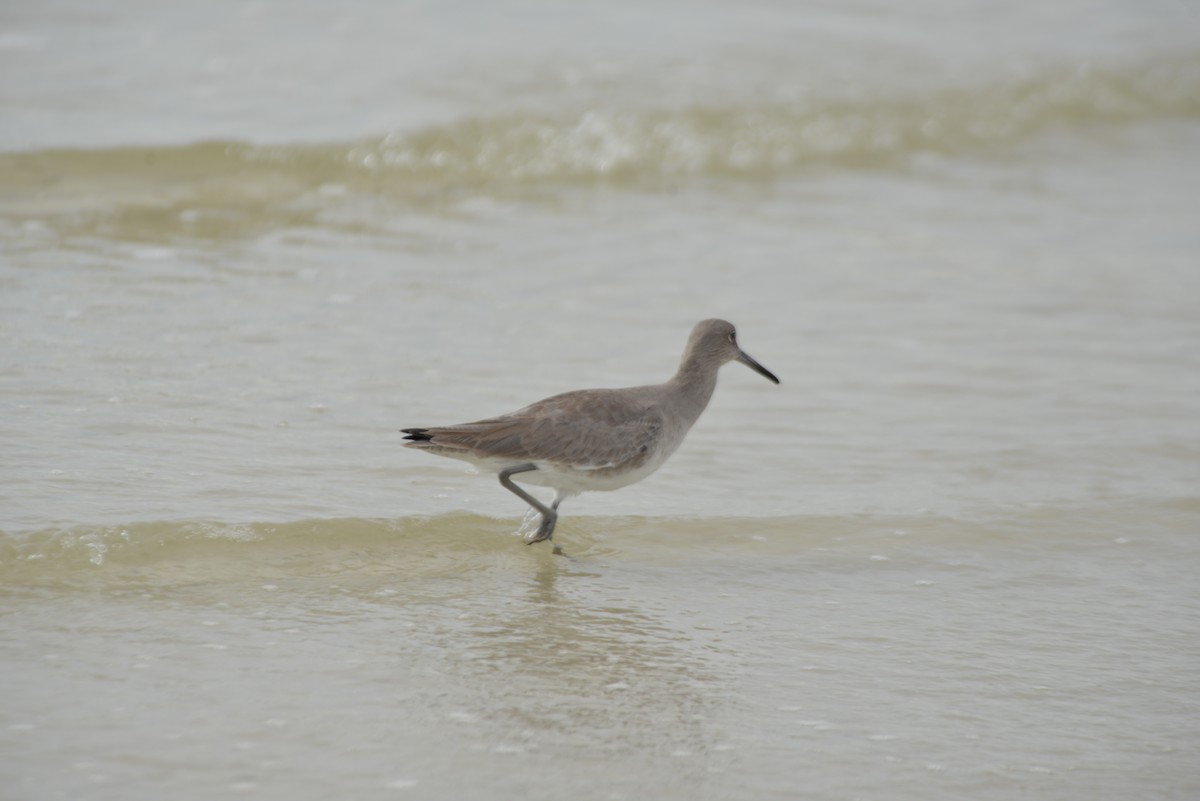 Willet - ML647173318