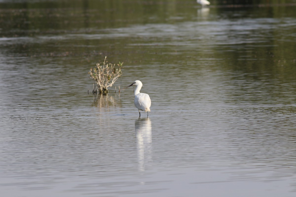 Eurasian Spoonbill - ML647173319