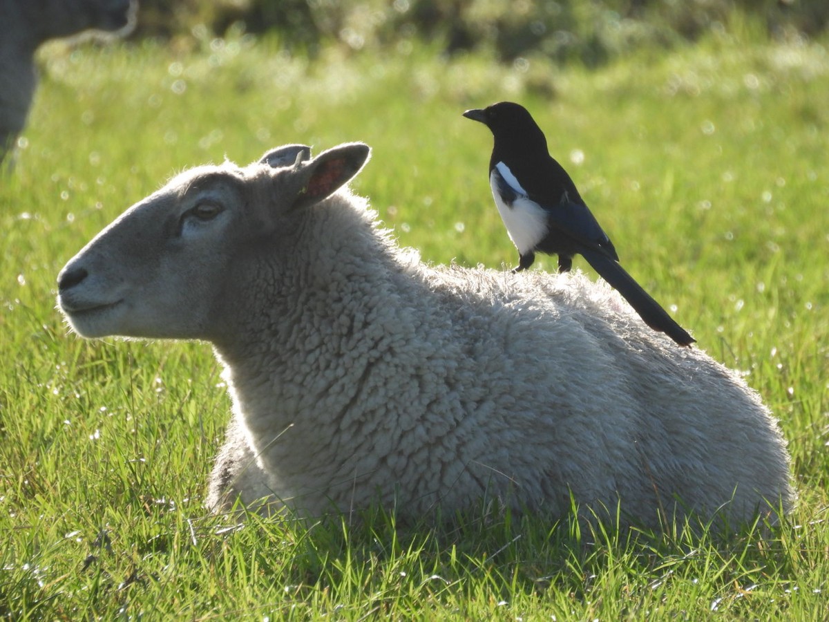 Eurasian Magpie (Eurasian) - ML647173321