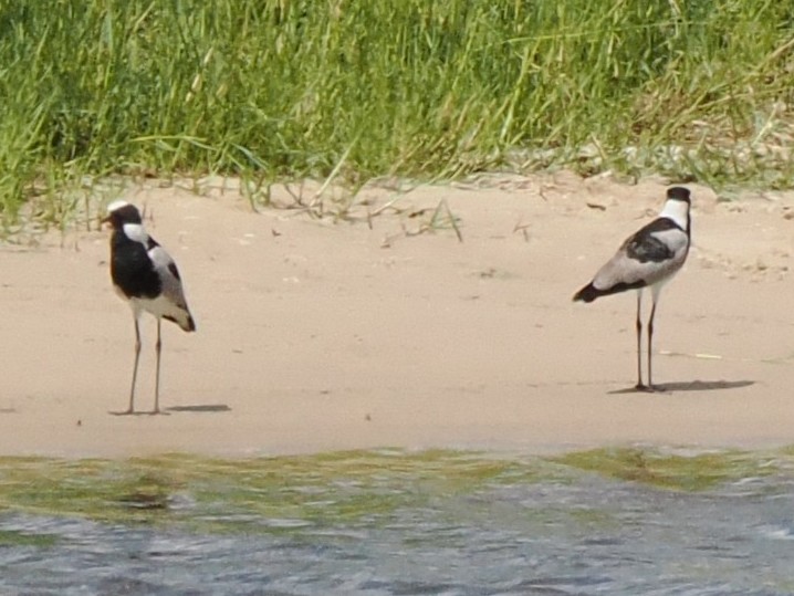 Blacksmith Lapwing - ML647173322