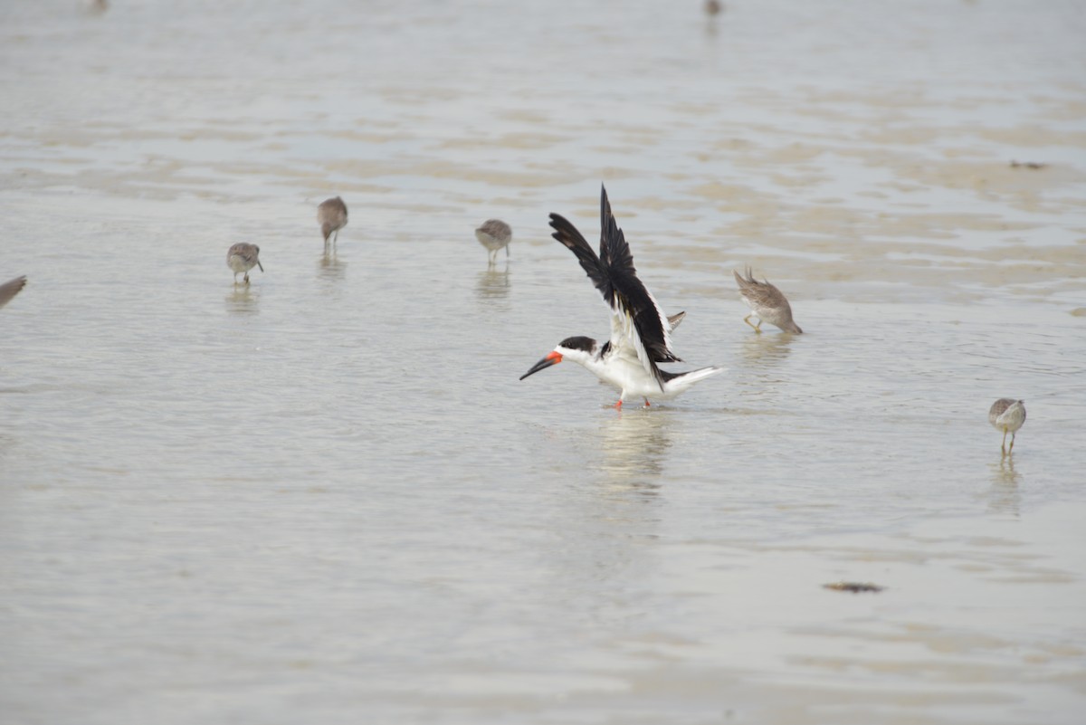Black Skimmer - ML647173323