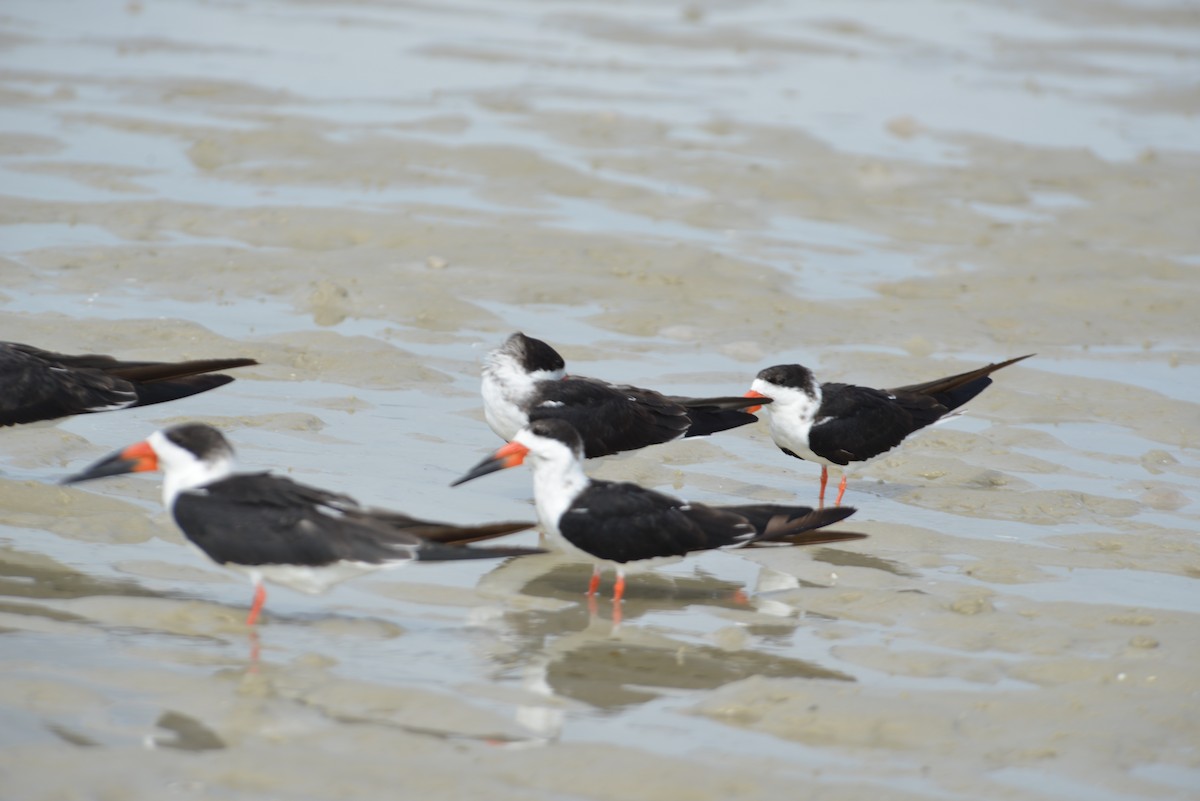 Black Skimmer - ML647173325