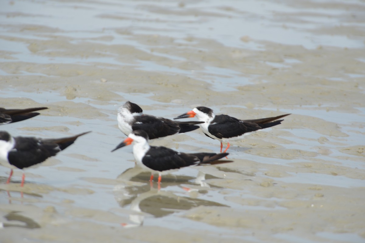 Black Skimmer - ML647173326