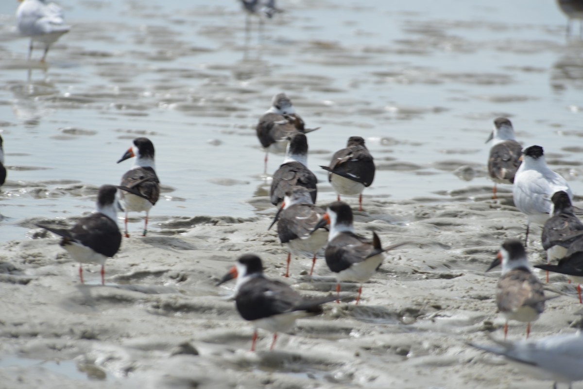 Black Skimmer - ML647173327