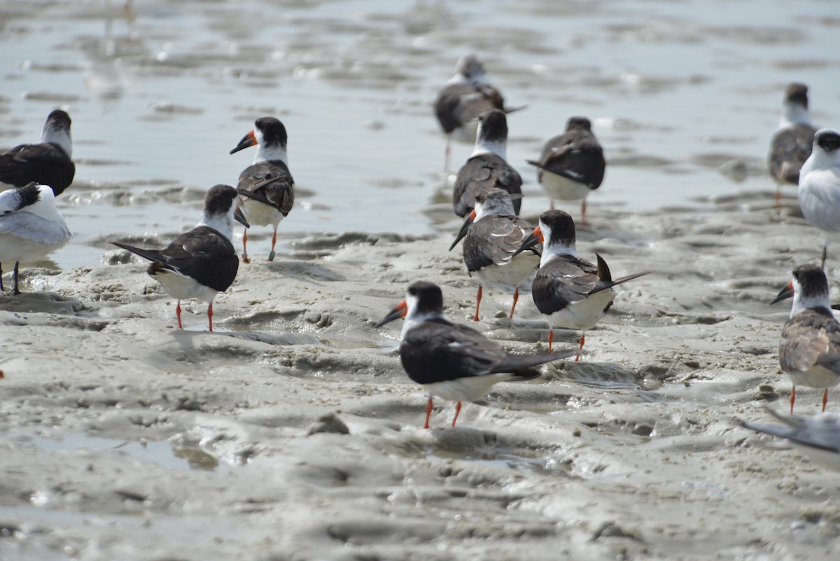 Black Skimmer - ML647173328