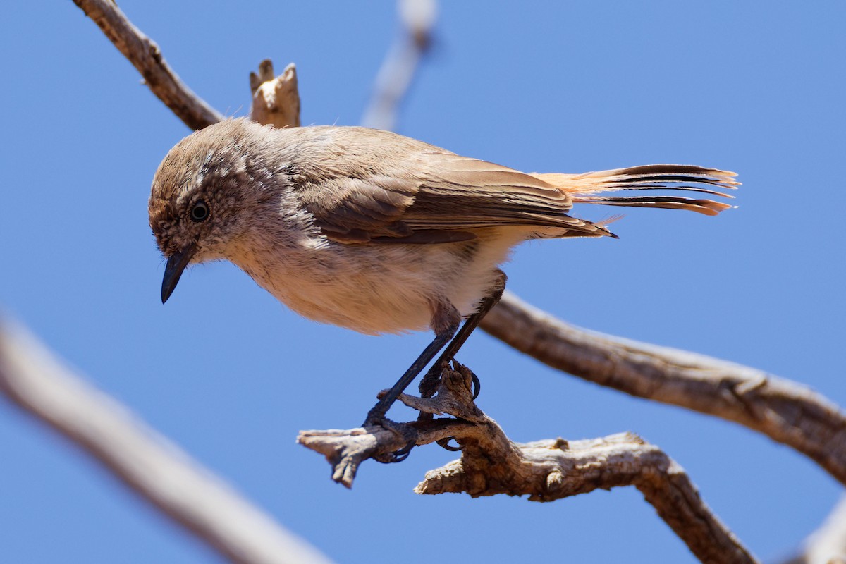 Chestnut-rumped Thornbill - ML647173335