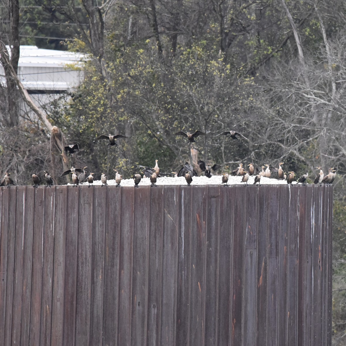 Double-crested Cormorant - ML647173336