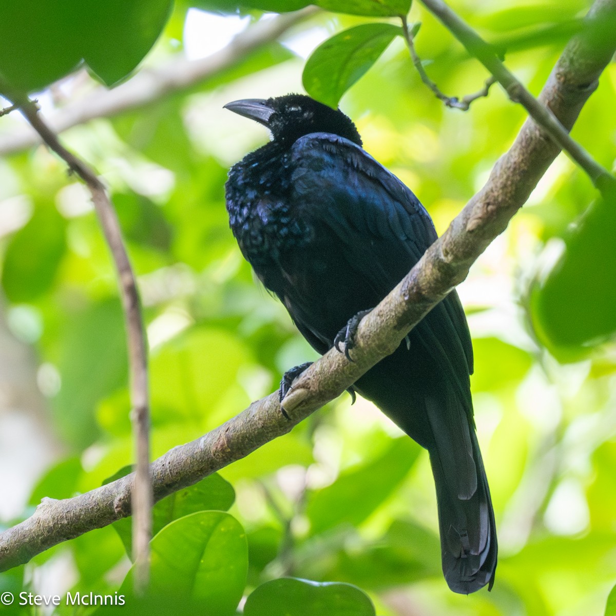 Glossy-mantled Manucode - ML647173337