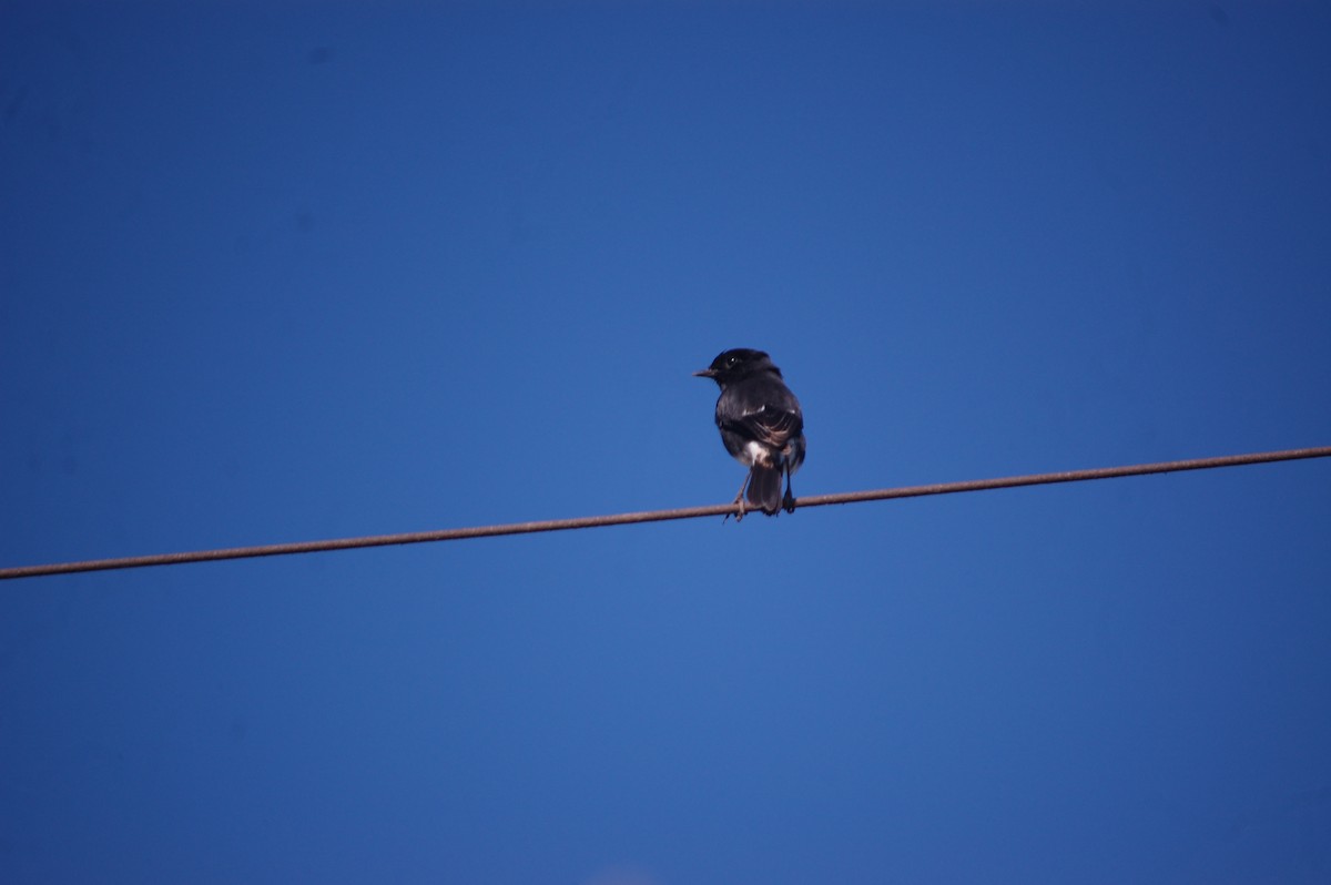 Pied Bushchat - ML647173338