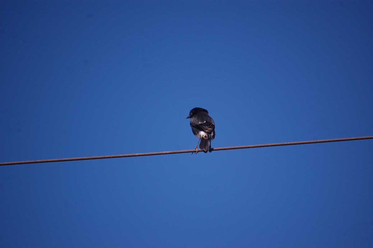 Pied Bushchat - ML647173339