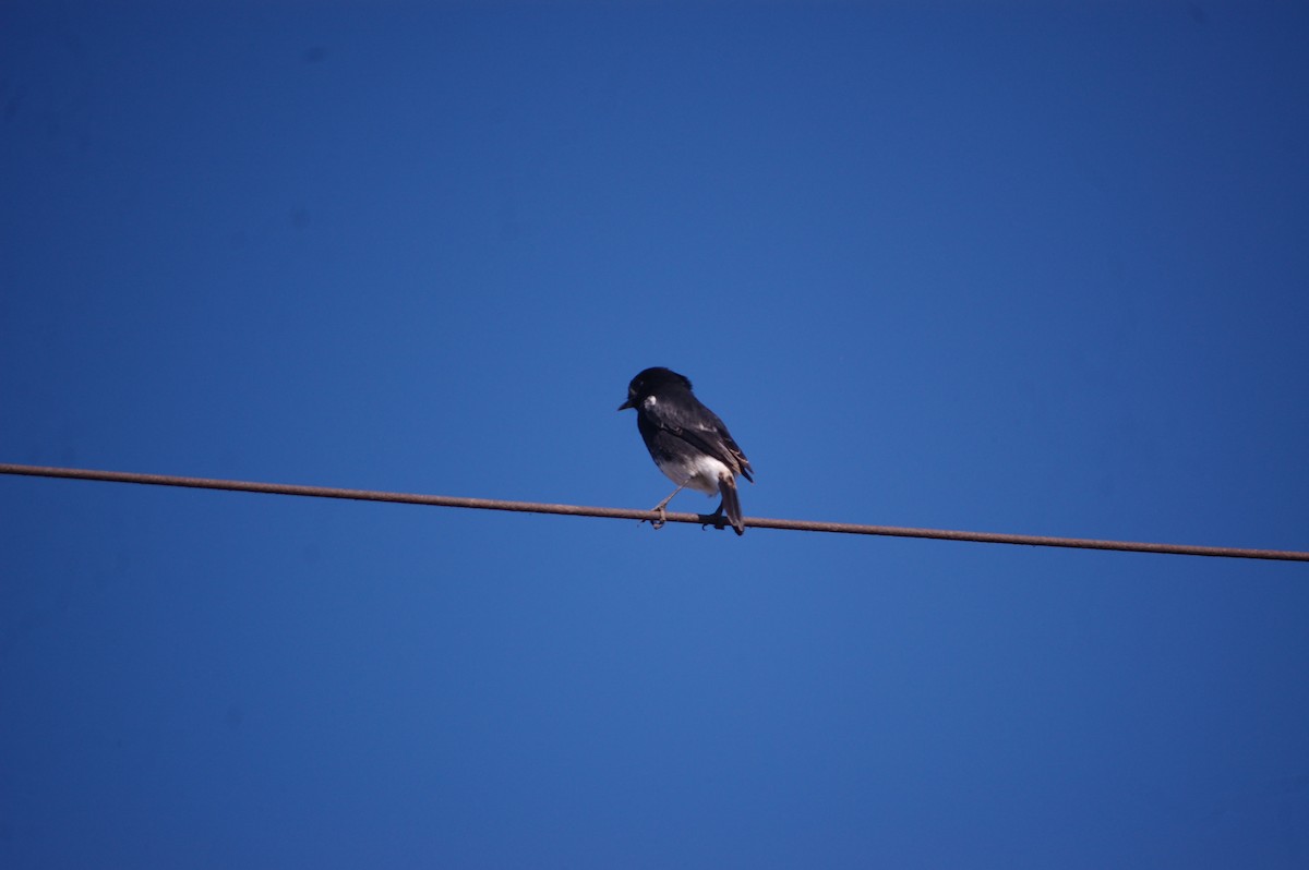 Pied Bushchat - ML647173340