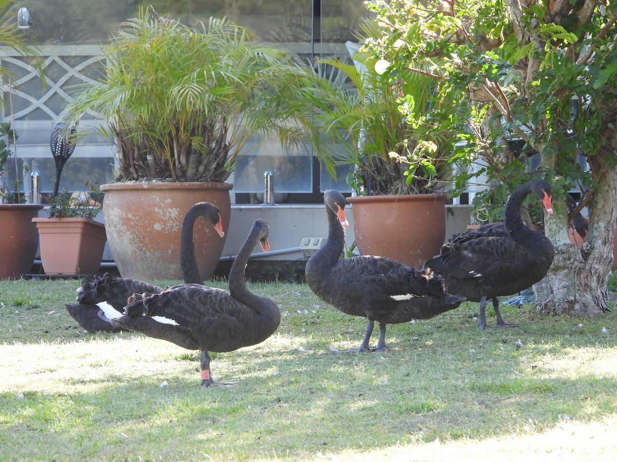 Black Swan - ML647173342