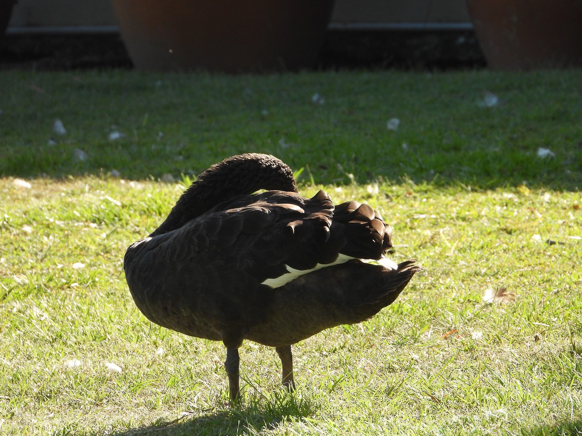 Black Swan - ML647173343