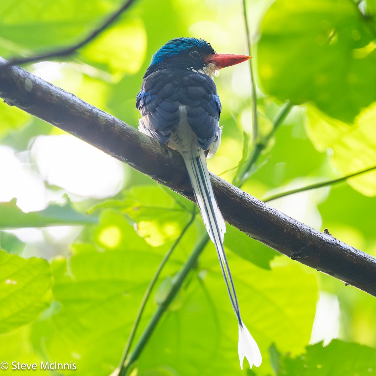 Common Paradise-Kingfisher - ML647173344