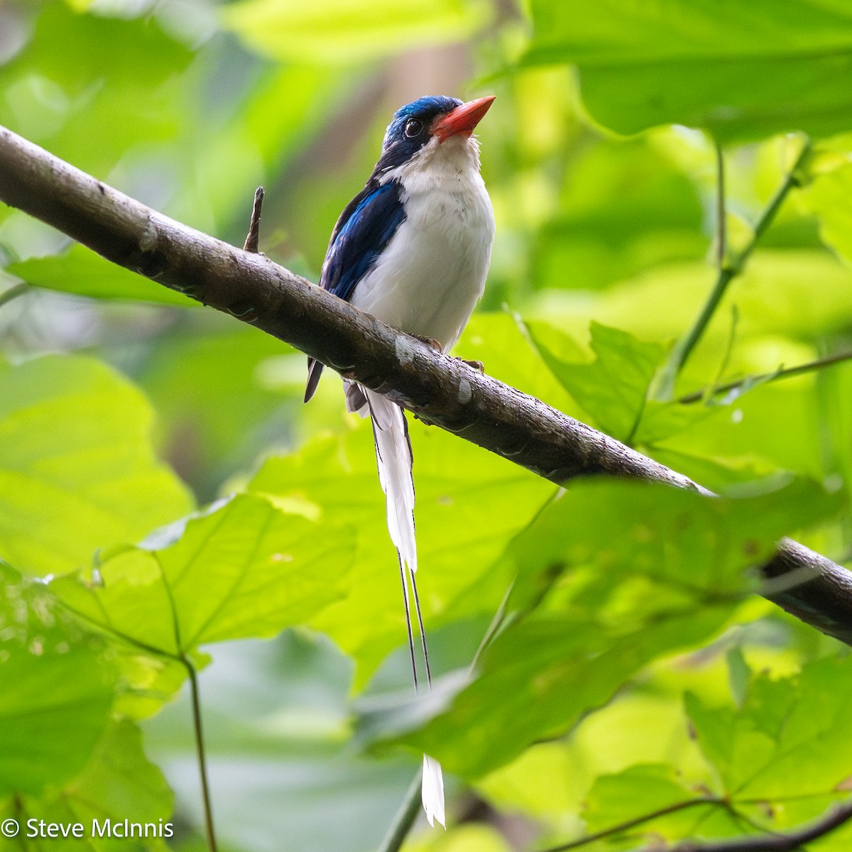 Common Paradise-Kingfisher - ML647173345