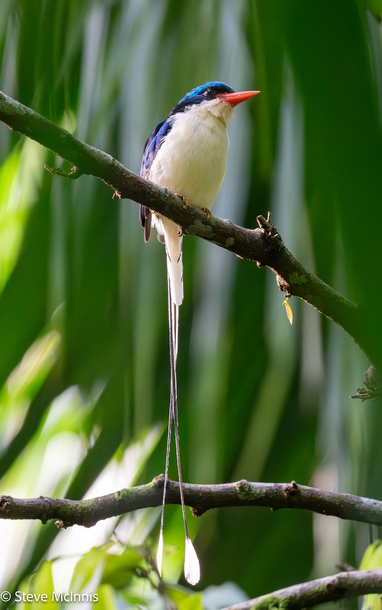 Common Paradise-Kingfisher - ML647173346