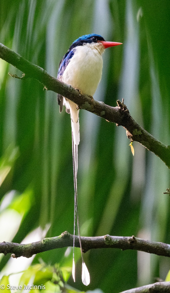 Common Paradise-Kingfisher - ML647173347