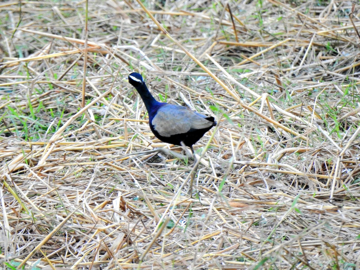 Бронзовокрылая якана - ML647173355