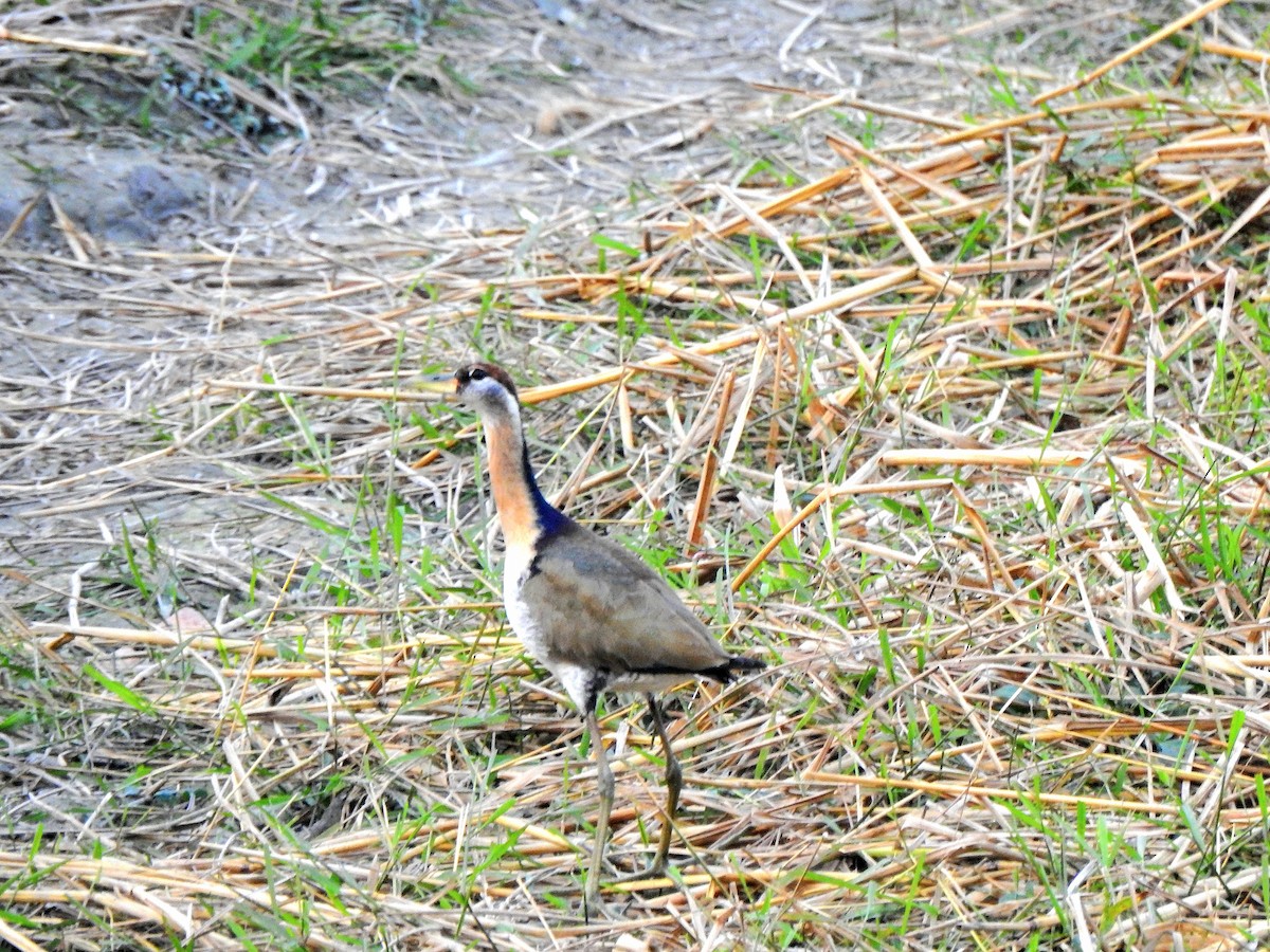 Бронзовокрылая якана - ML647173356