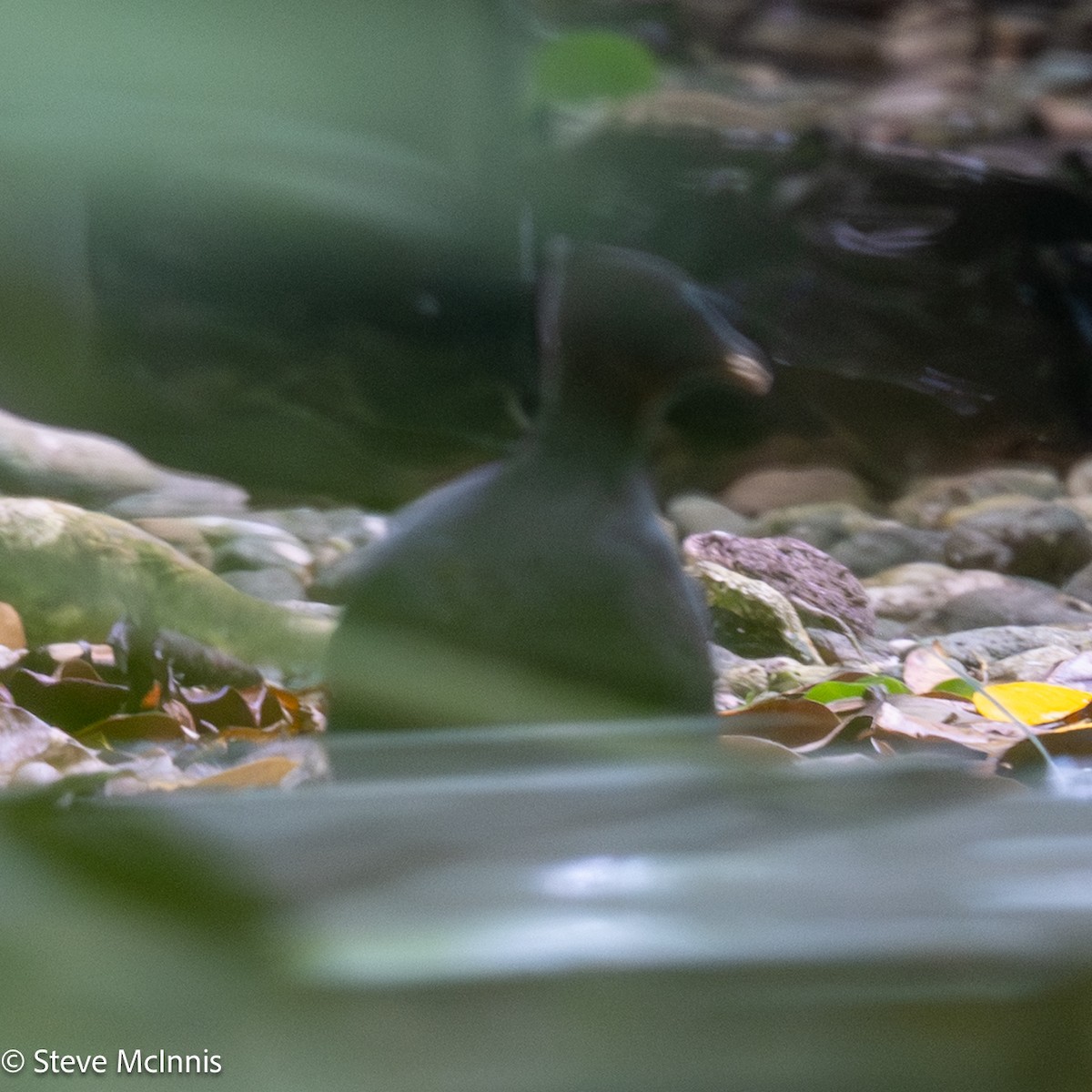 Dusky Megapode (Dusky) - ML647173358