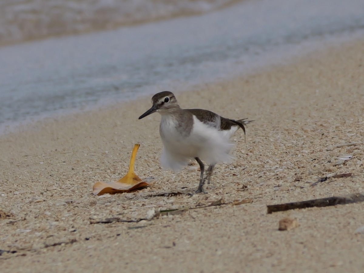 Flussuferläufer - ML647173363