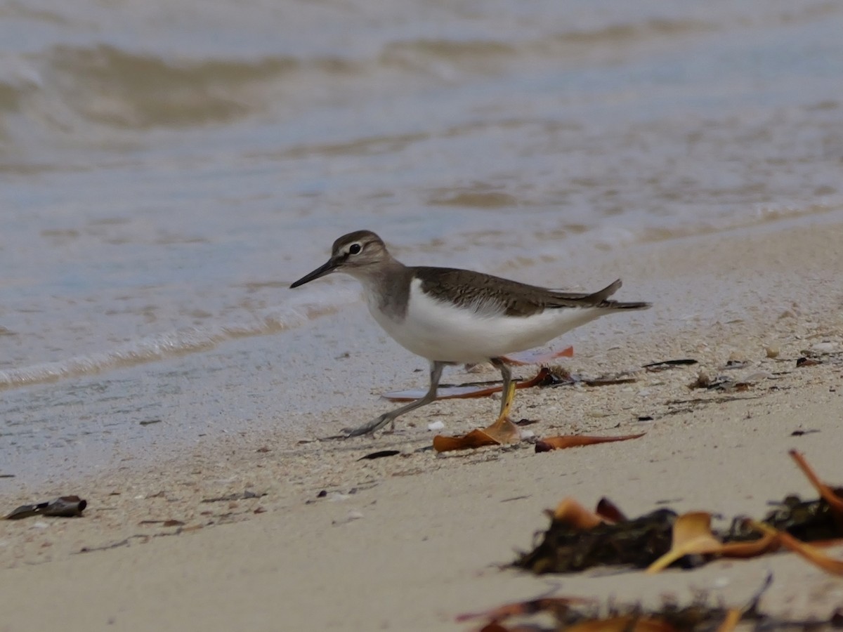 Flussuferläufer - ML647173364