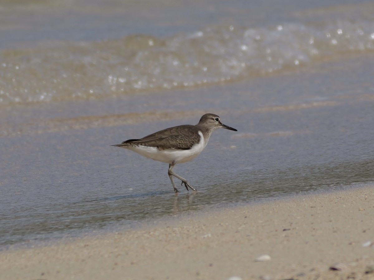 Flussuferläufer - ML647173366