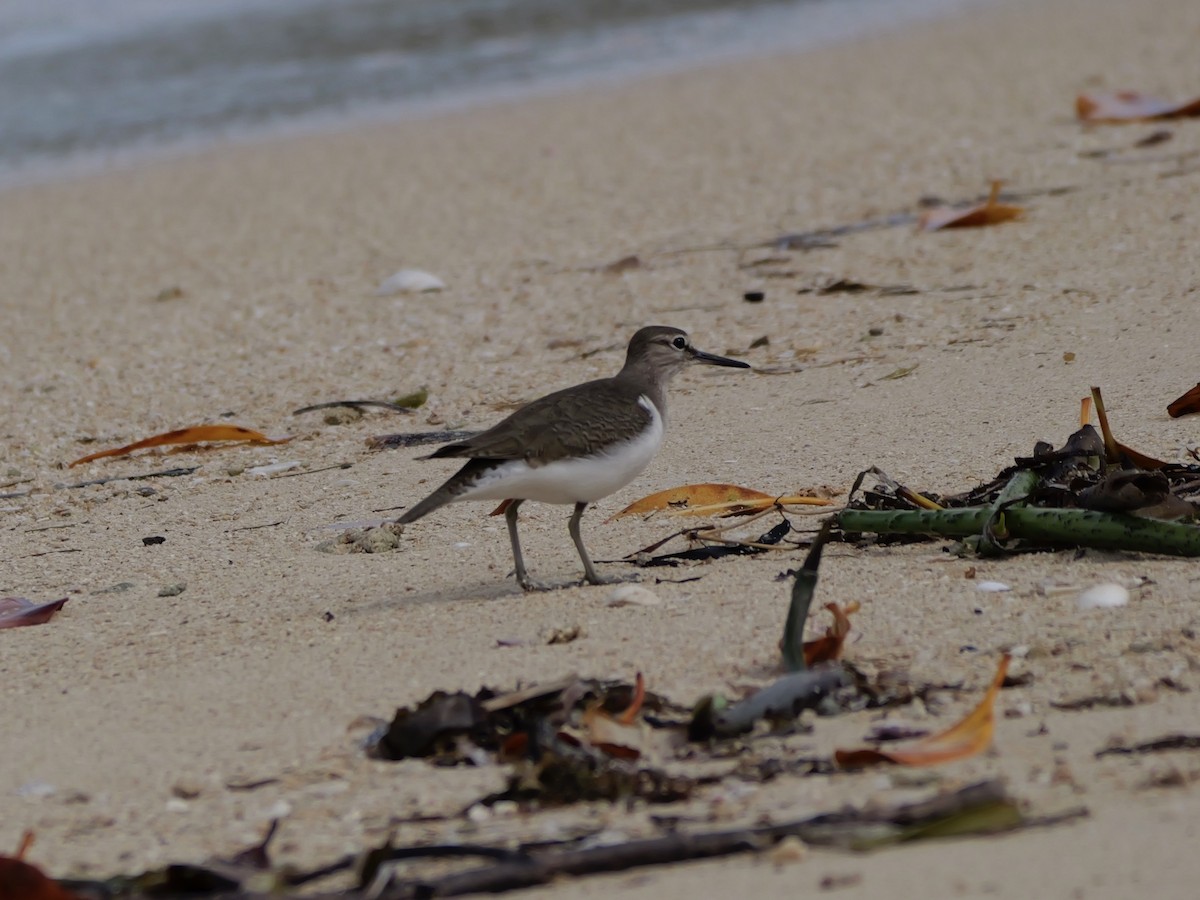 Flussuferläufer - ML647173367