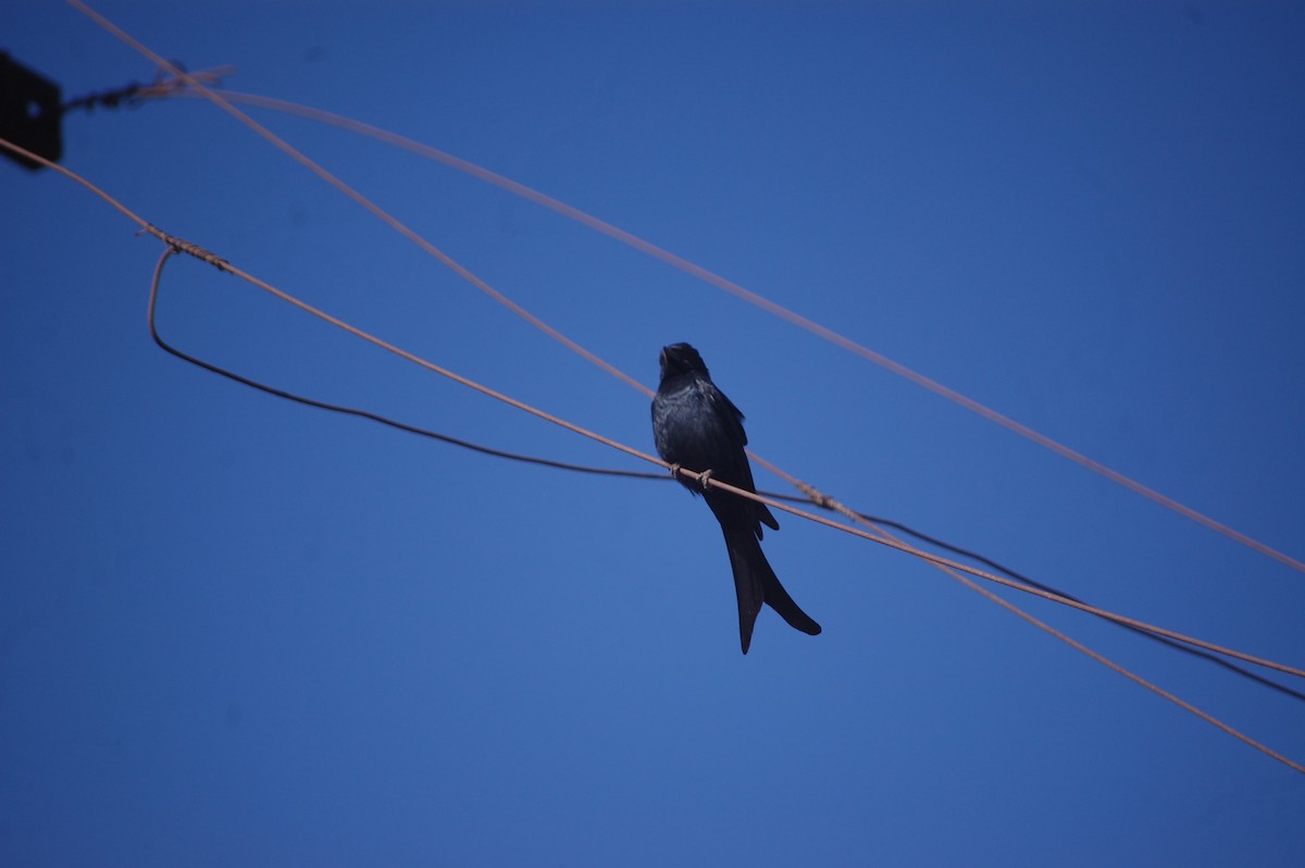 drongo černý - ML647173369