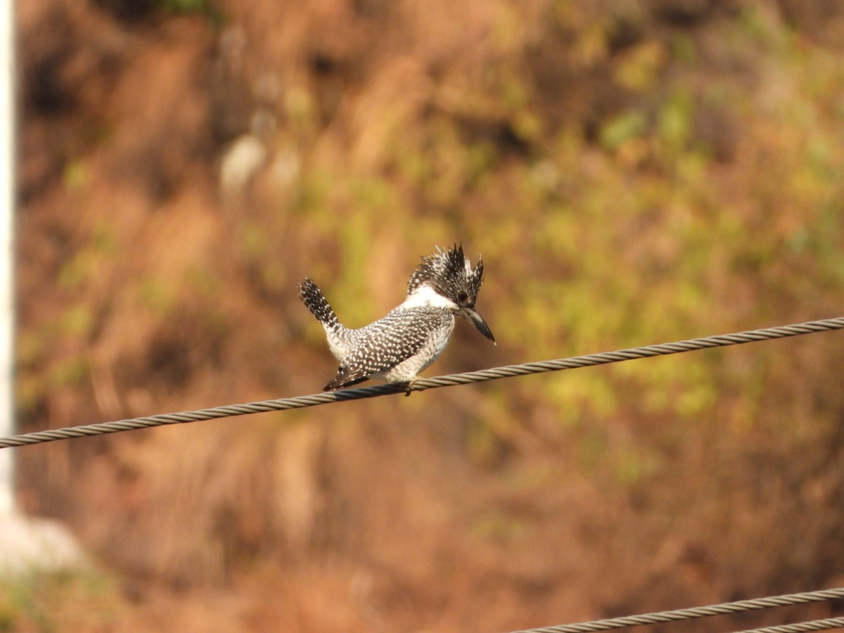 Crested Kingfisher - ML647173372