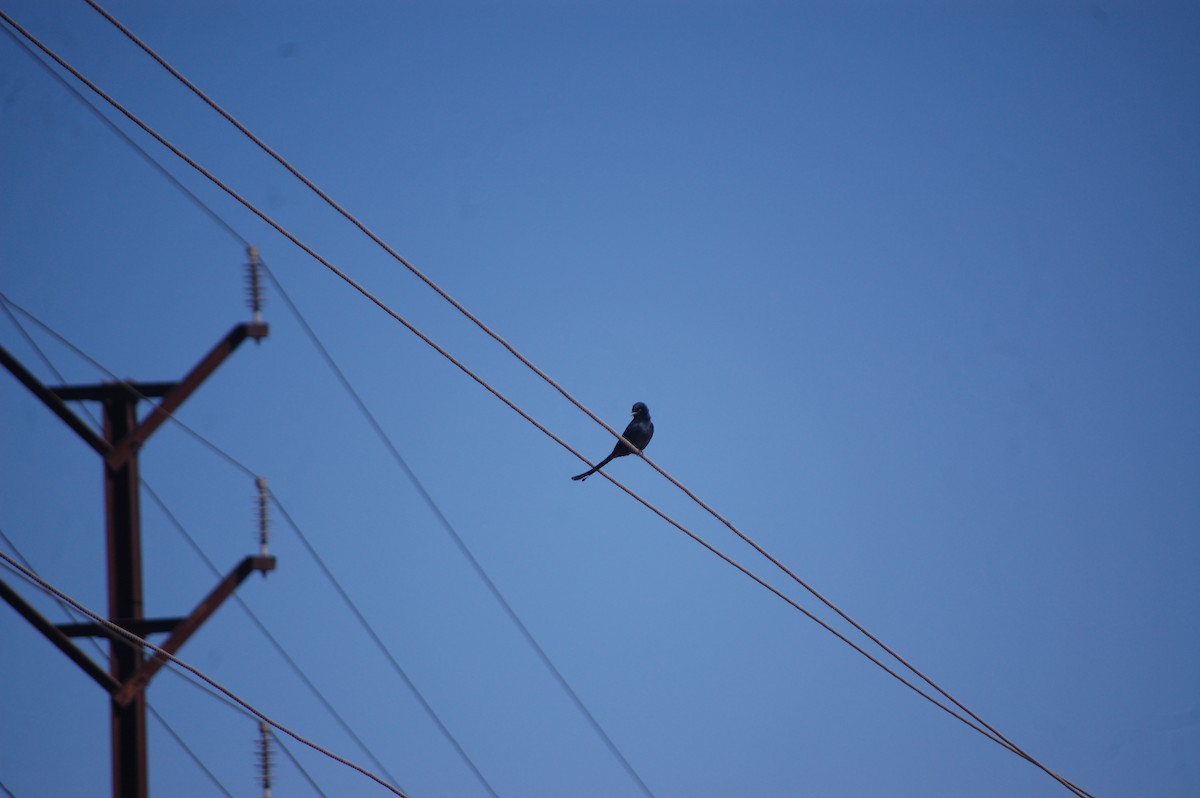 drongo černý - ML647173377