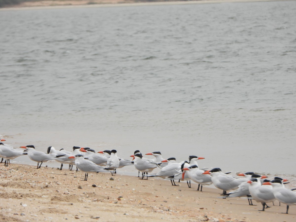 rybák západoafrický - ML647173381