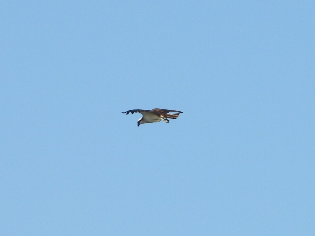Osprey - ML647173382