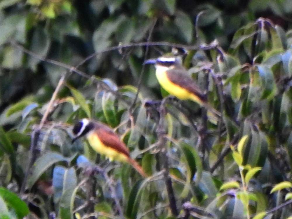 Boat-billed Flycatcher - ML647173390