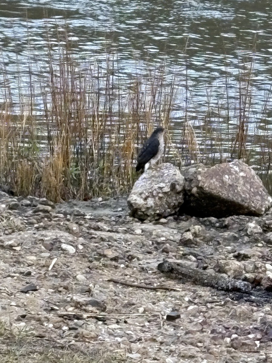 Sharp-shinned Hawk - ML647173391