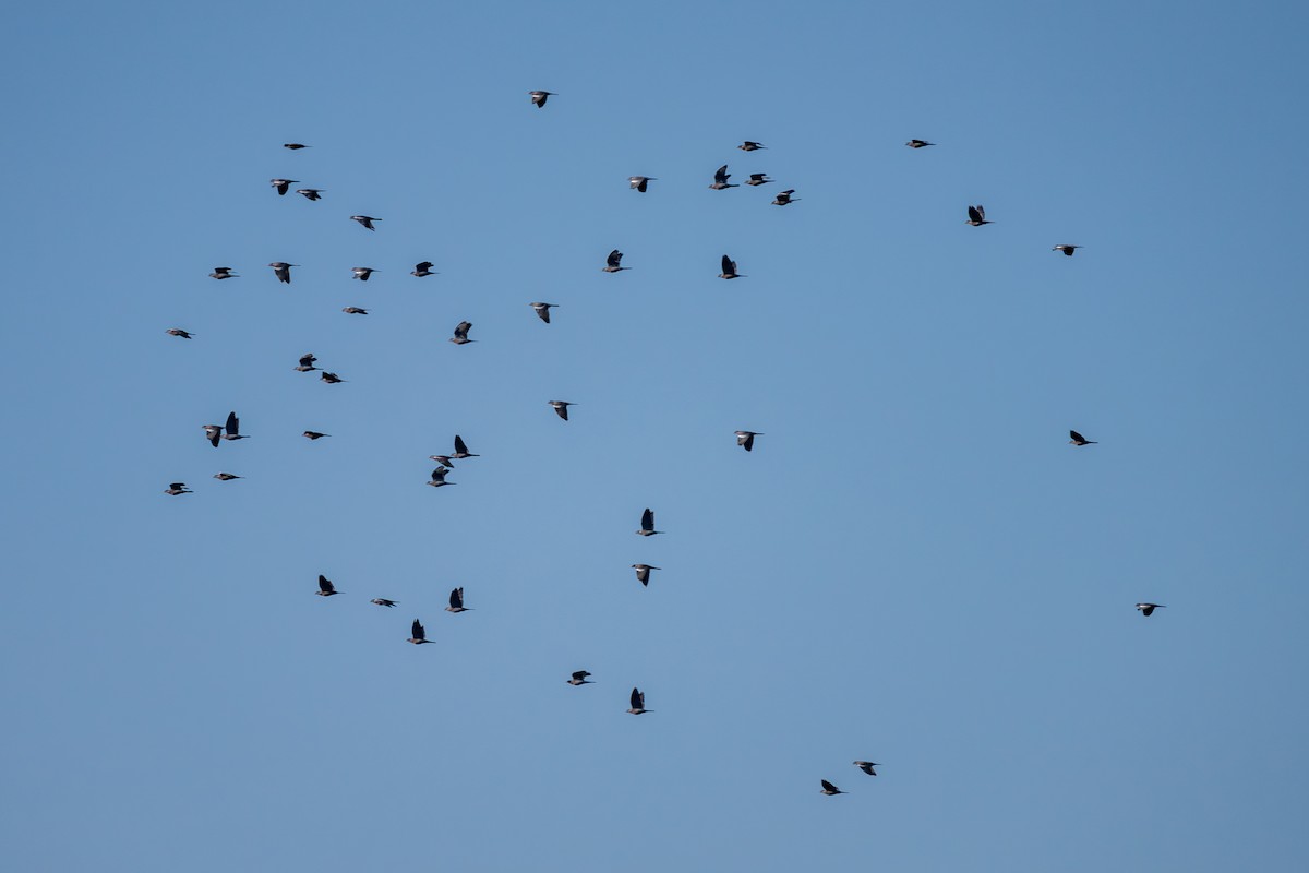 Colombaccio - ML647173402