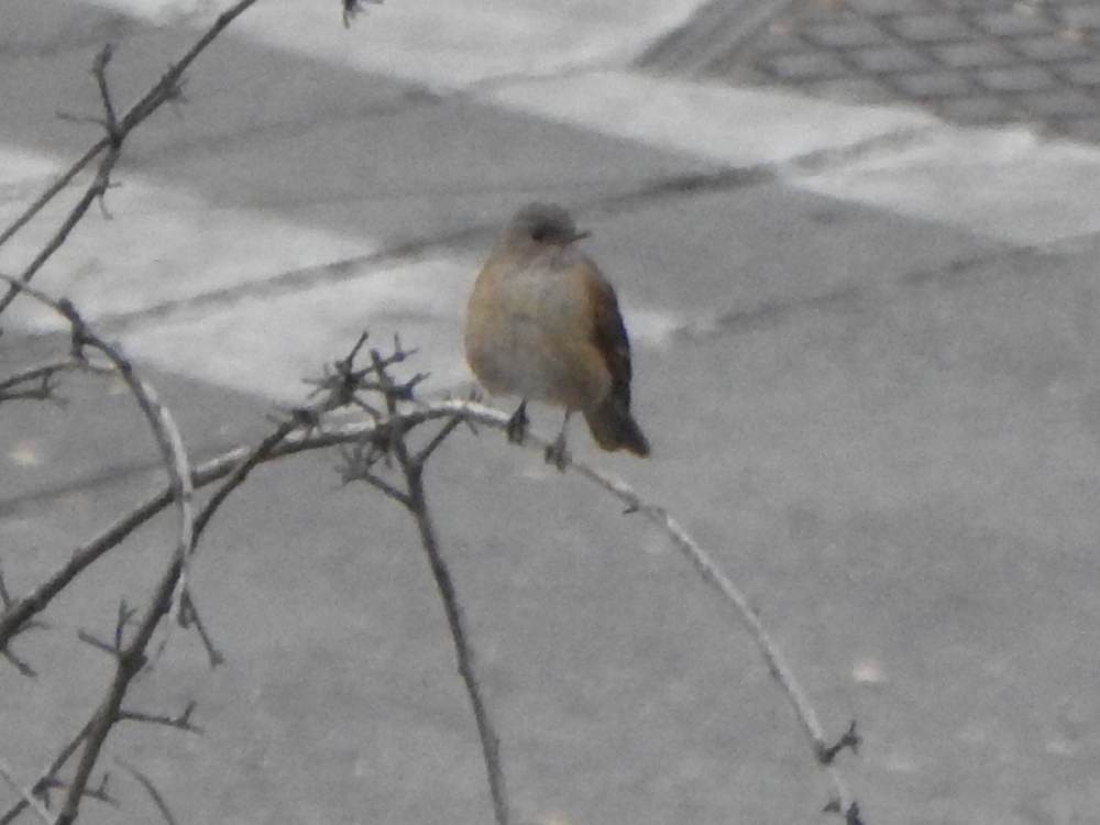 Zorzal Sabiá - ML647173403