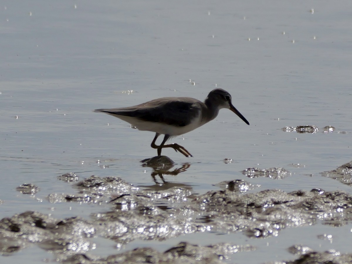 Chevalier de Sibérie - ML647173404